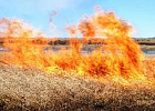 Россельхознадзор выпишет штрафы за сорняки Россельхознадзор выпишет штрафы за сорняки